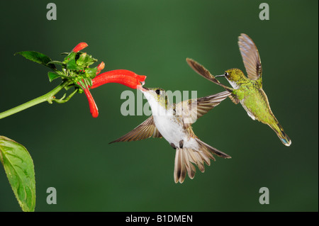 Avviato Racket-coda underwoodii Ocreatus Andina Amazilia Smeraldo franciae adulti avanzamento sul fiore Mindo Ecuador America del Sud Foto Stock