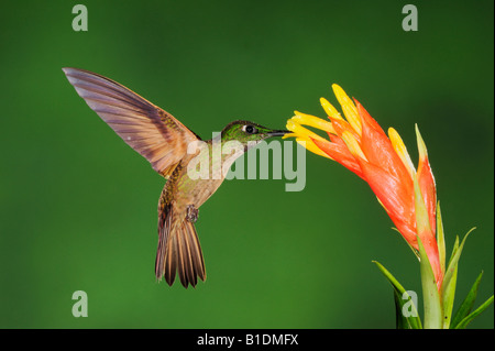 Fawn-breasted Hummingbird brillante Heliodoxa rubinoides alimentazione maschio da bromeliad flower Mindo Ecuador Ande America del Sud Foto Stock