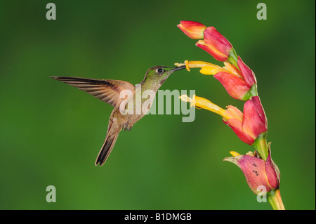 Fawn-breasted Hummingbird brillante Heliodoxa rubinoides alimentazione maschio dal fiore di zenzero Mindo Ecuador Ande America del Sud Foto Stock