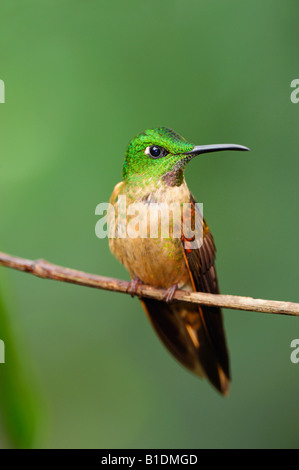 Fawn-breasted Hummingbird brillante Heliodoxa maschio rubinoides appollaiato Mindo Ecuador Ande Sud America Gennaio 2008 Foto Stock