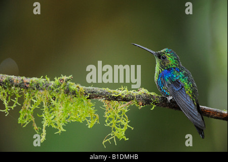 Green-Crowned Woodnymph Hummingbird Thalurania maschio fannyi appollaiato Mindo Ecuador Ande Sud America Febbraio 2008 Foto Stock