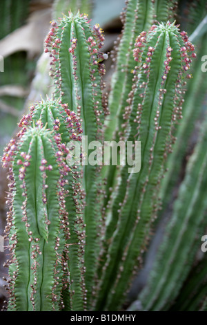 Euphorbia inconstantia, Euphorbiaceae Foto Stock