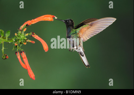 Velvet-Purple Coronet Hummingbird Boissonneaua jardini adulto alimentazione su fiore Mindo Ecuador Ande Sud America Febbraio 2008 Foto Stock