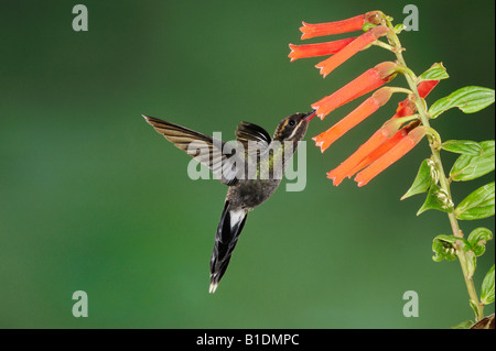 Bianco-whiskered eremita Hummingbird Phaethornis yaruqui adulto alimentazione su fiore Mindo Ecuador Ande Sud America Gennaio 2008 Foto Stock