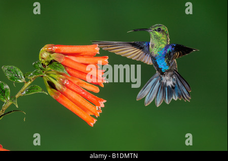 Green-Crowned Woodnymph Hummingbird Thalurania fannyi alimentazione maschio sul fiore Mindo Ecuador Ande Sud America Febbraio 2008 Foto Stock