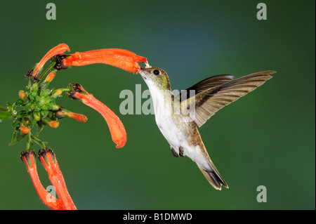 Smeraldo andina colibrì Amazilia franciae alimentazione adulto da fiore Mindo Ecuador Ande Sud America Gennaio 2008 Foto Stock