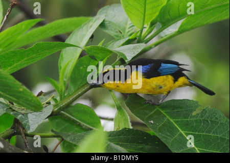 Blu-winged Mountain-tanager Anisognathus somptuosus adulto Mindo Ecuador Ande Sud America Gennaio 2008 Foto Stock