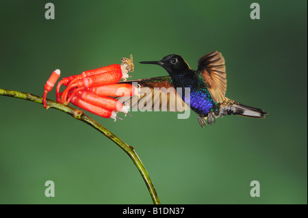 Velvet-Purple Coronet Hummingbird Boissonneaua jardini adulto alimentazione su fiore con bee Mindo Ecuador Ande America del Sud Foto Stock