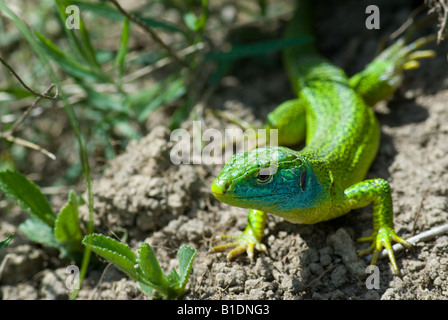 piccolo drago Foto Stock