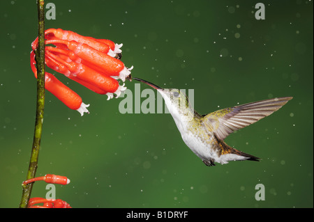 Smeraldo andina colibrì Amazilia franciae alimentazione adulto da fiore durante la pioggia caduta Mindo Ecuador Ande America del Sud Foto Stock