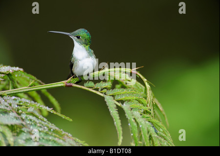 Smeraldo andina colibrì Amazilia franciae adulto arroccato su fern Mindo Ecuador Ande Sud America Gennaio 2008 Foto Stock