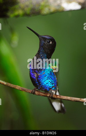 Velvet-Purple Coronet Hummingbird Boissonneaua jardini adulto appollaiato Mindo Ecuador Ande Sud America Febbraio 2008 Foto Stock