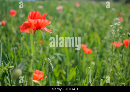 Close-up di fiori di papavero in un campo verde Foto Stock