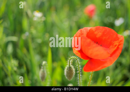 Close-up di fiori di papavero in un campo verde Foto Stock