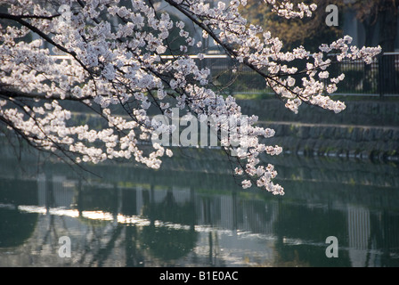 Primavera a Kyoto, in Giappone. Nei pressi di Okazaki Park in fiore di ciliegio stagione Foto Stock