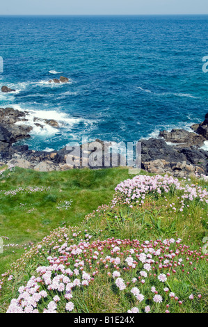 Fiori costiere a 'St Ives' in Cornovaglia Gran Bretagna Foto Stock