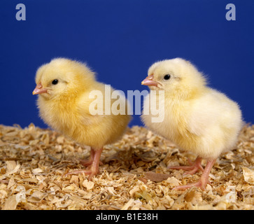 1 GIORNO LO STRATO VECCHIO CHICK HY la linea bianca Leghorn pulcino di strato di studio Foto Stock