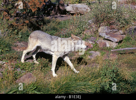 Ritratto di un nord americana Lupo grigio Canis lupus noto anche come un lupo di legname o lobo femmina Foto Stock