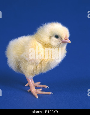 1 GIORNO LO STRATO VECCHIO CHICK HY la linea bianca Leghorn pulcino di strato di studio Foto Stock