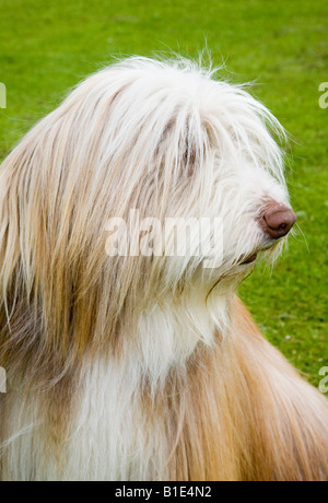 Golden Retriever di confine, un misto di pet e lavoro razza conosciuta anche come un ibrido, la prole di un Golden Retriever e un Border Collie Foto Stock