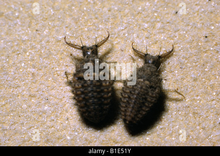 ANTLION LARVA DOODLEBUG MYRMELEON IMMACULATUS LARVA sulla sabbia PREDACEOUS per formiche Foto Stock