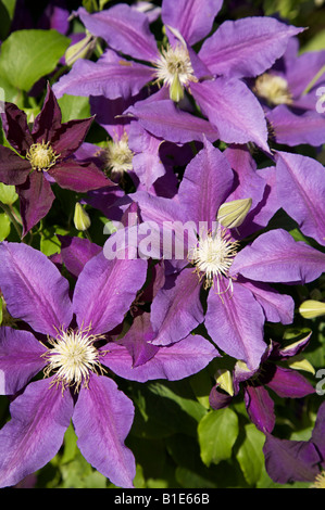 CLEMATIS ATRAGENE IL VAGABOND VIOLA SCALATORE IN FIORE IN GIUGNO Foto Stock