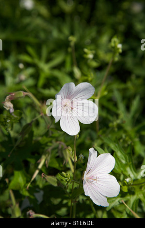 GERANIUM CRANESBILL CLARKEI KASHMIR fiore bianco IN GIUGNO Foto Stock