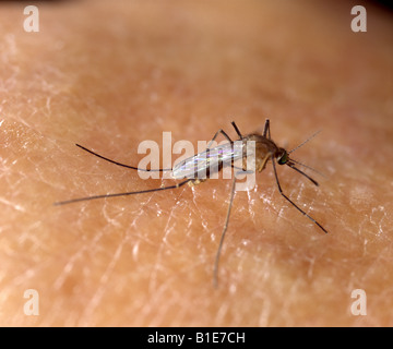 Casa zanzara Culex pipiens zanzara femmina sulla pelle umana vettore per malattie umane STUDIO 5X Foto Stock