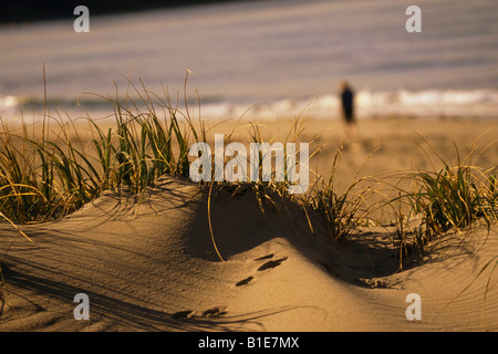 Le dune di sabbia e spiaggia erba w/persona camminando lungo il surf in distanza baia poco profonda Terranova in Canada Foto Stock