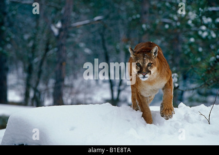 Cougar passeggiate nel bosco innevato Foto Stock