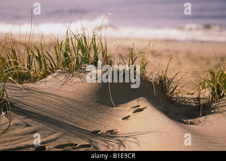 Le dune di sabbia e spiaggia erba w/persona camminando lungo il surf in distanza baia poco profonda Terranova in Canada Foto Stock