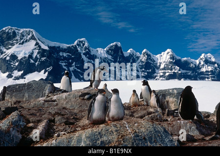 Adulti e giovani pinguini Gentoo insieme sulle rocce Antartide estate Foto Stock