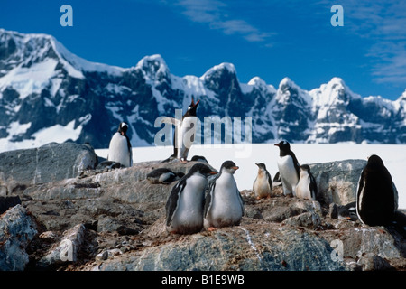 Adulti e giovani pinguini Gentoo insieme sulle rocce Antartide estate Foto Stock