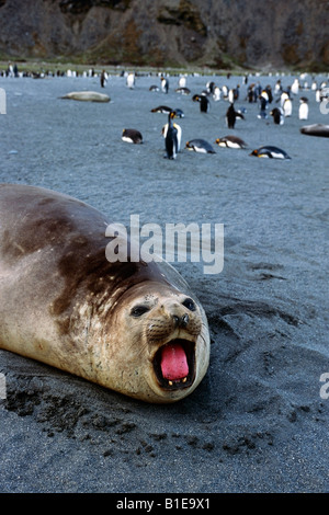 Close up di grandi dimensioni guarnizione di elefante posa sulla spiaggia w/King pinguini in distanza Isola Georgia del Sud estate Foto Stock