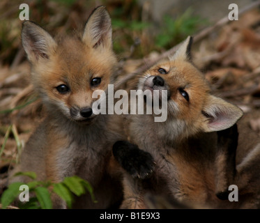 cucciolo di volpe rossa Foto Stock