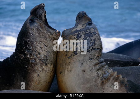 Bull foche elefanti sfidarsi per il territorio sulla spiaggia Isola Georgia del Sud estate Foto Stock