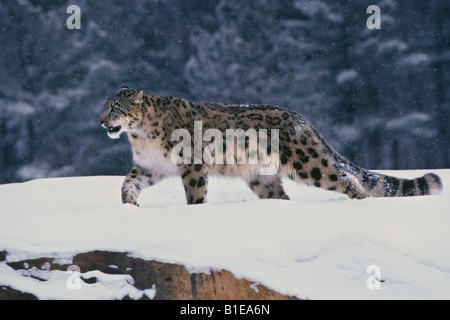 Snow Leopard Foto Stock