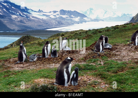 La colonia dei pinguini di Gentoo su nidi w/pulcini sulla tundra Antartica estate Foto Stock