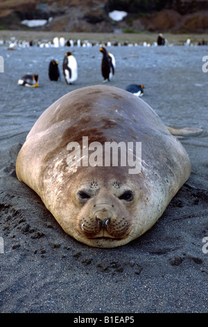 Close up di grandi dimensioni guarnizione di elefante posa sulla spiaggia w/King pinguini in distanza Isola Georgia del Sud estate Foto Stock