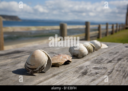 Conchiglie di mare su un tavolo da picnic in spiaggia Foto Stock