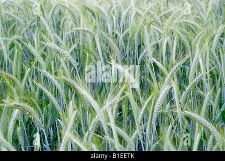 Primo piano di spighe di grano in crescita in campo a inizio estate su una farm di Cheshire Foto Stock