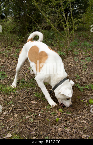 Incroci di cane di scavare un buco,Hampshire Inghilterra Foto Stock