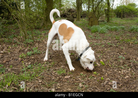 Incroci di cane di scavare un buco,Hampshire Inghilterra Foto Stock