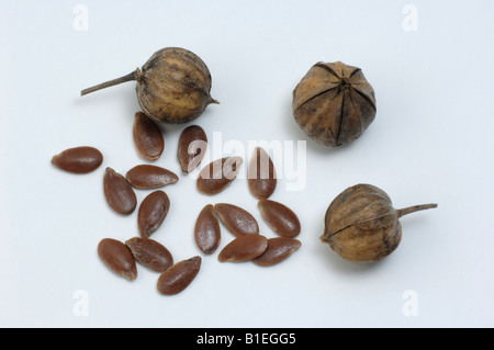 Common Flax, Linseed (Linum usitatissimum), fruit capsules and seeds, studio picture Foto Stock