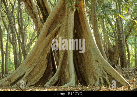 Platano albero di fico, Gelso Fig, Pharoah Fig (Ficus sycomorus), radici quadrate Foto Stock