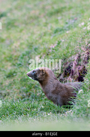 Mink emergenti da den mustela vison Isle of Mull scotland Foto Stock