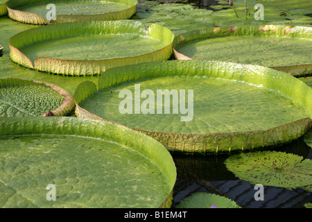 Santa Cruz Ninfee Victoria cruziana Nymphaeaceae Foto Stock