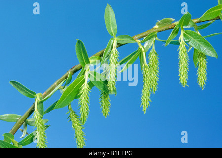 Il salice bianco (Salix alba), ramoscello con fiori femminili Foto Stock