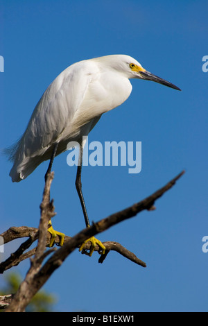 Snowy Garzetta (Egretta thuja) in piedi sul ramo di albero in Everglades National Park, Florida Foto Stock