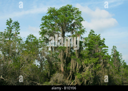 Cipressi e muschio Spagnolo Tillandsia usneoides Okefenokee National Wildlife Refuge vicino Folkston Georgia USA Foto Stock